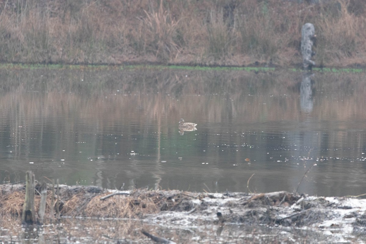 赤膀鴨 - ML647614631