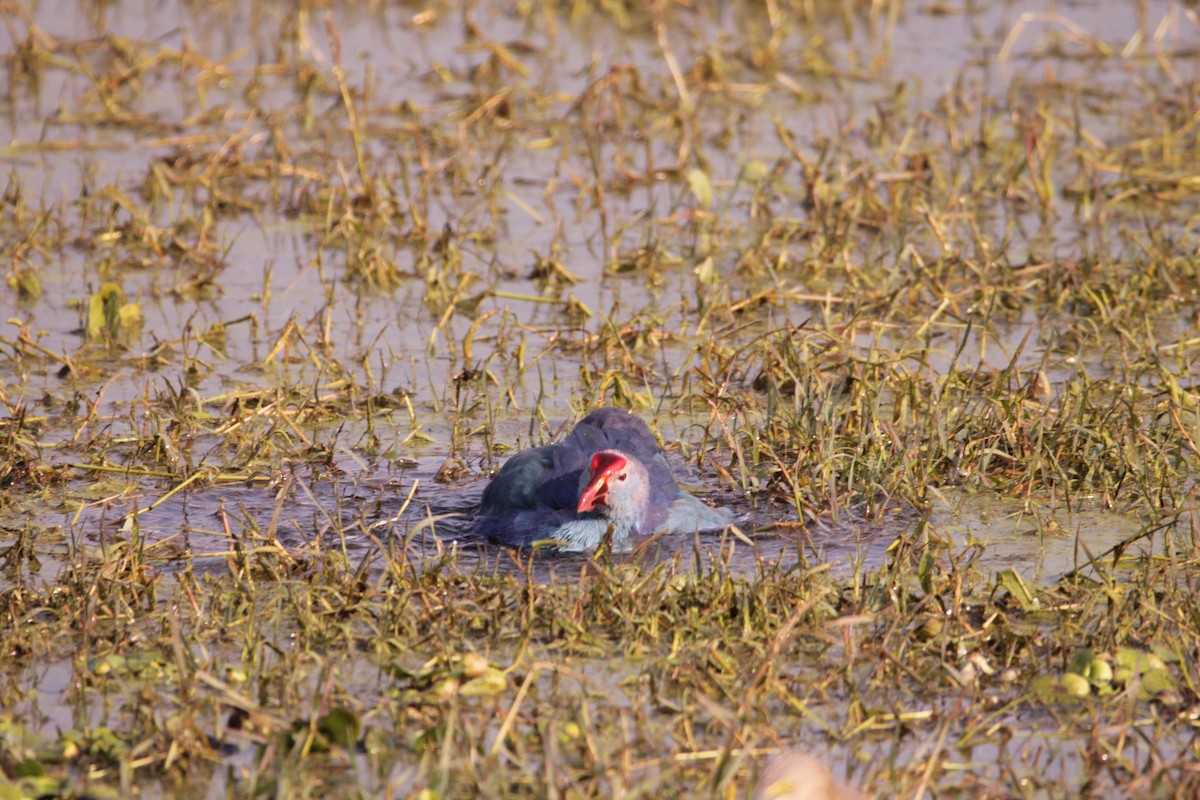 Gray-headed Swamphen - ML647614683