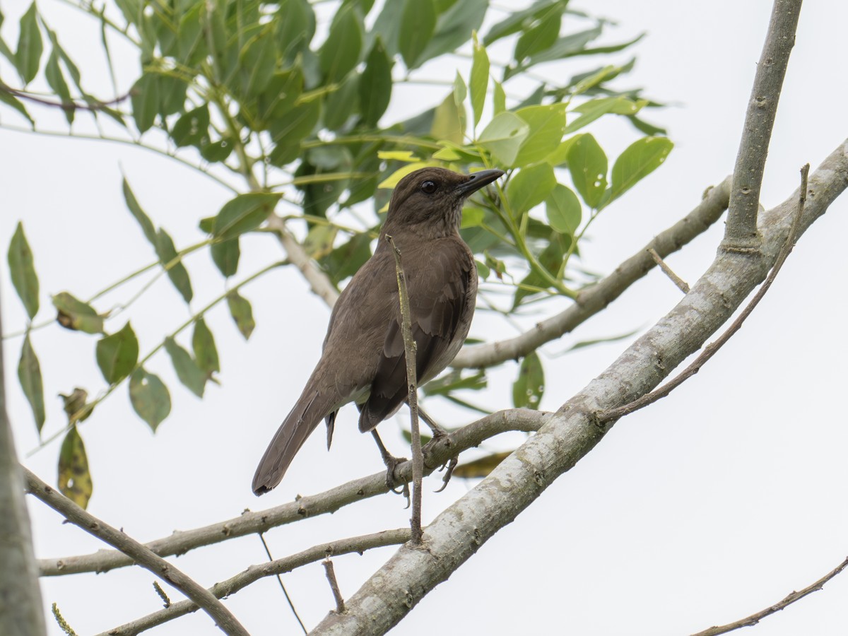 Black-billed Thrush - ML647614689