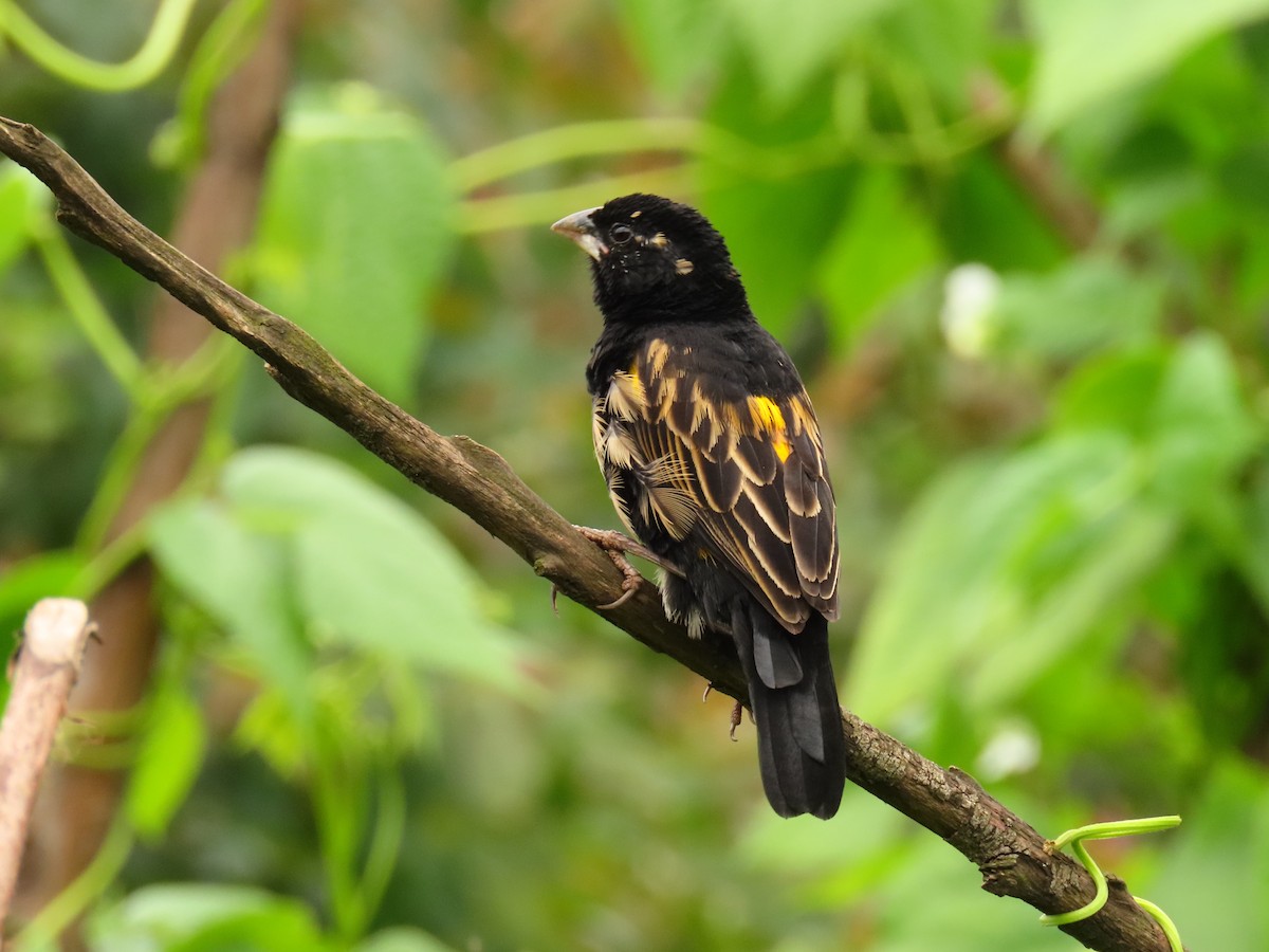 Yellow Bishop - ML647614713