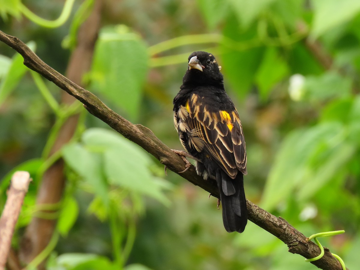 Yellow Bishop - ML647614714