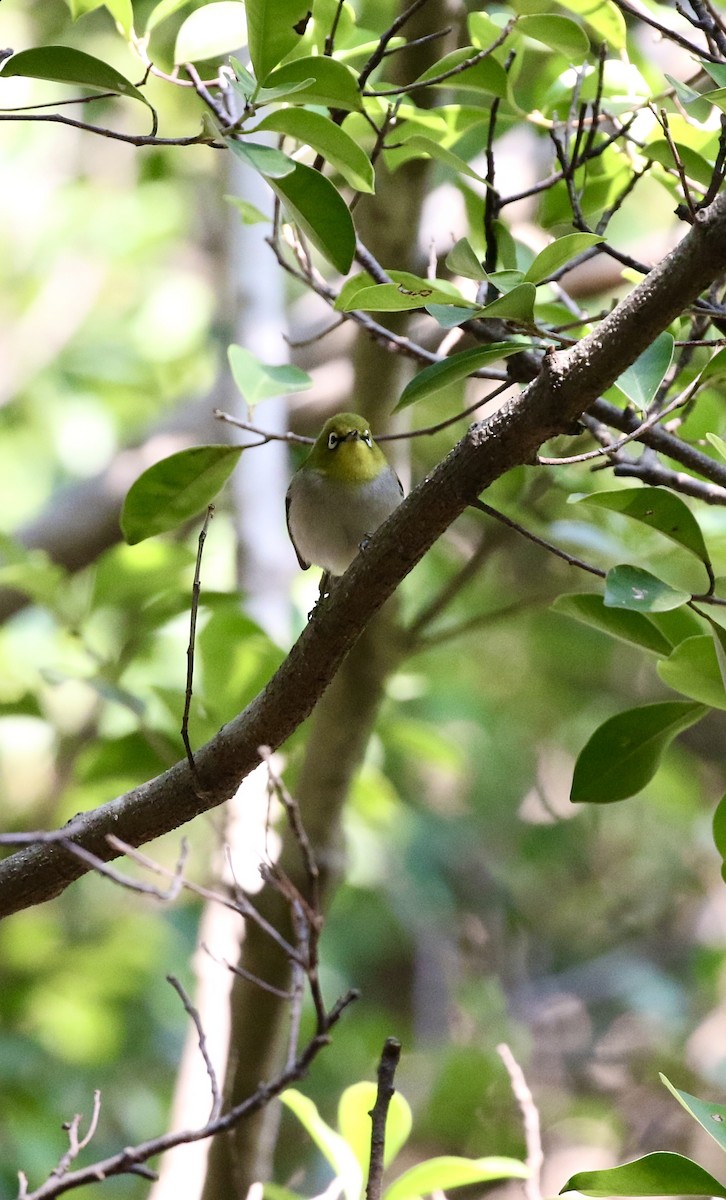 Swinhoe's White-eye - ML647614716