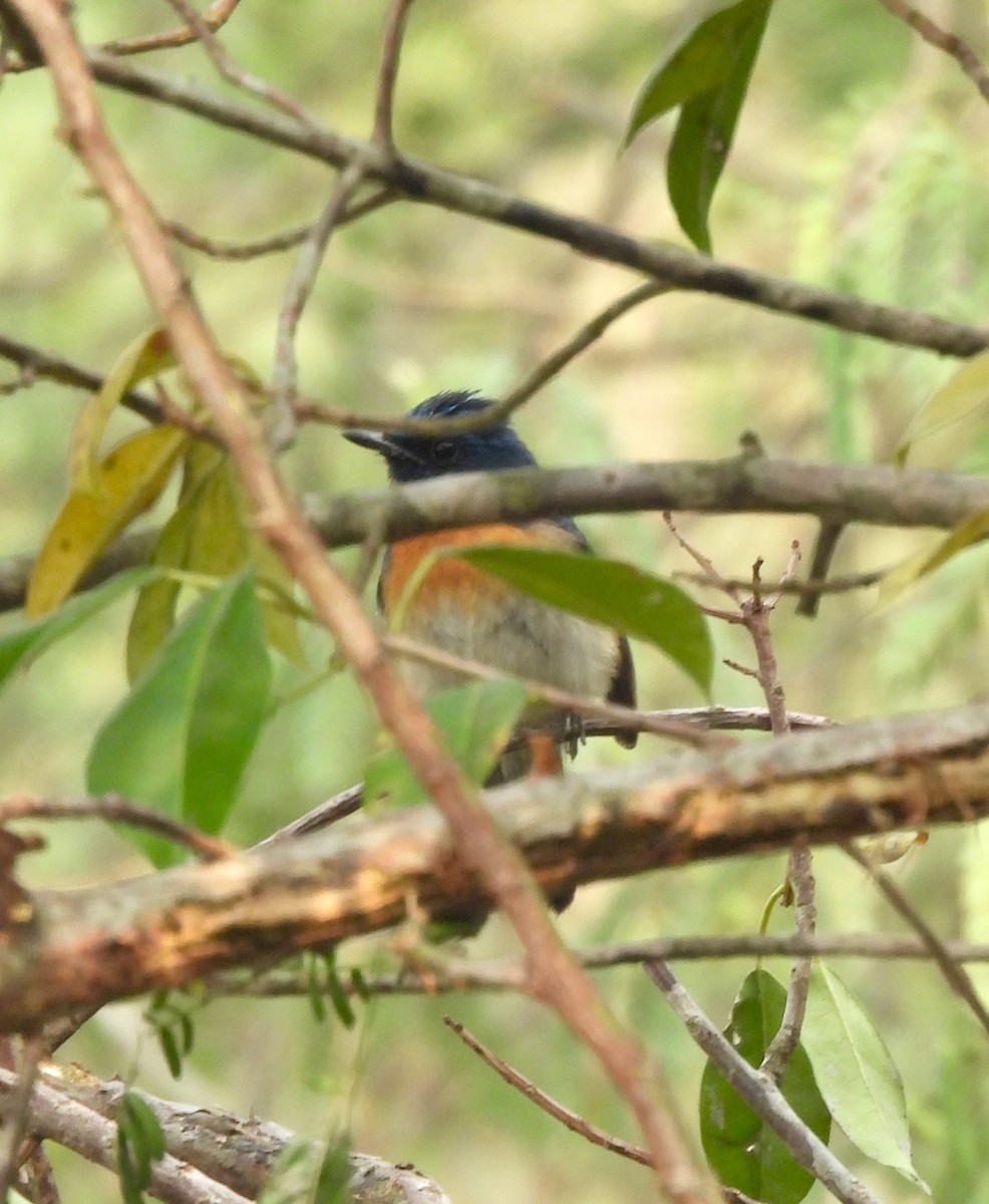 Blue-throated Flycatcher - ML647614719