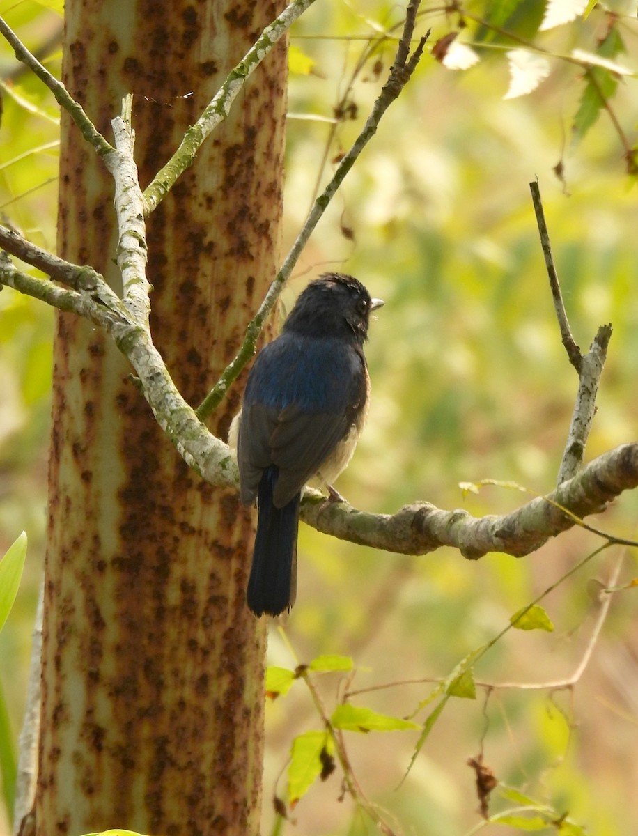 Blue-throated Flycatcher - ML647614720
