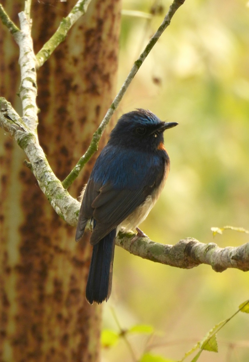 Blue-throated Flycatcher - ML647614721