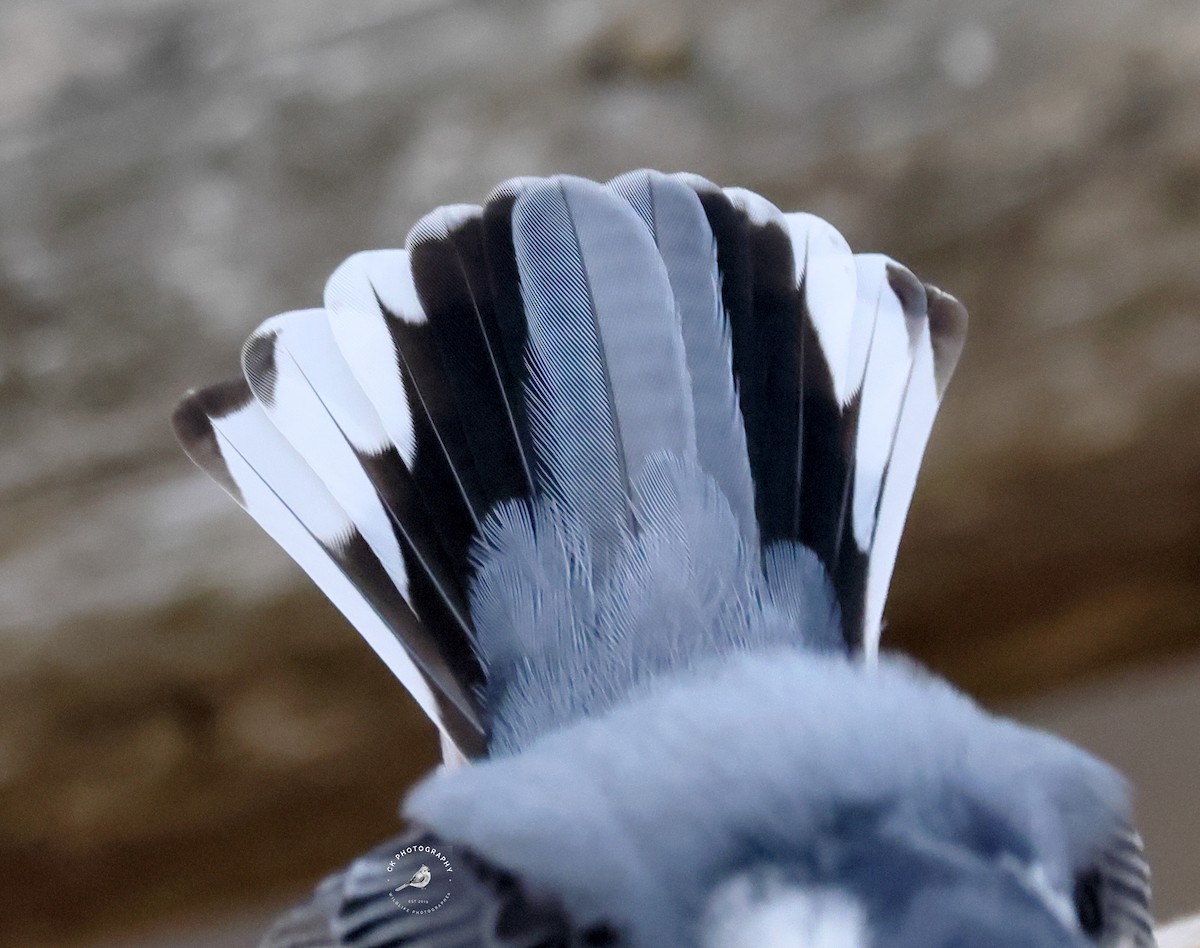 White-breasted Nuthatch - ML647614722