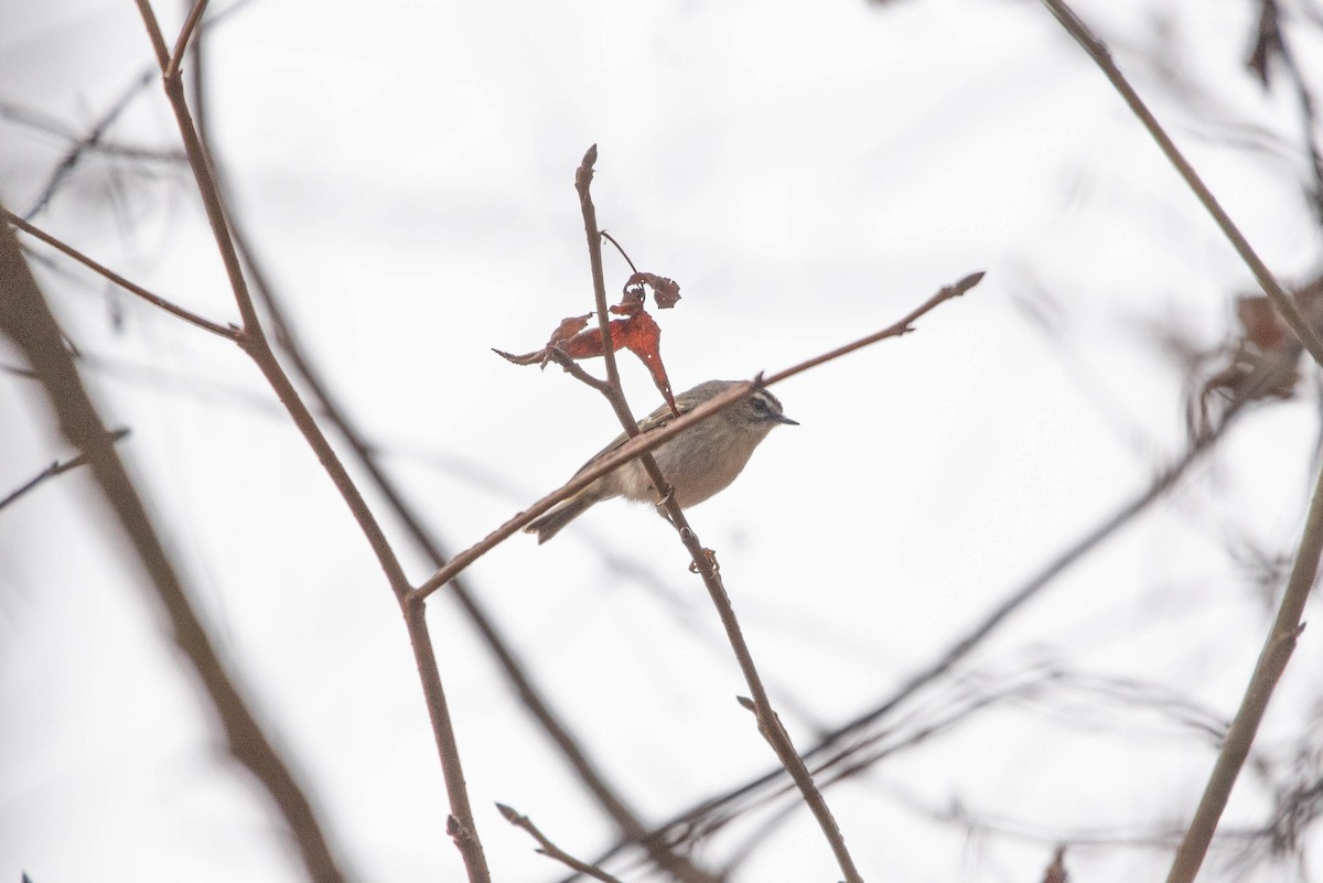 Golden-crowned Kinglet - ML647614723