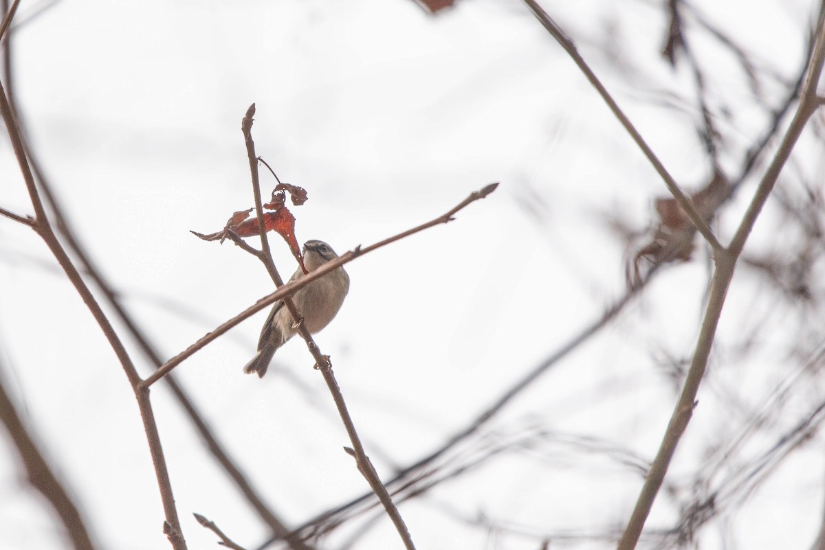 Golden-crowned Kinglet - ML647614724