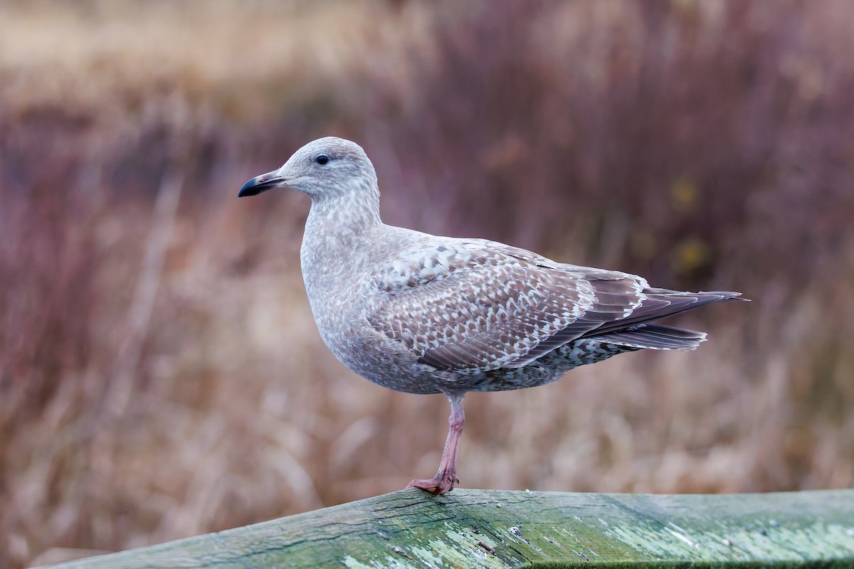 American Herring x Glaucous-winged Gull (hybrid) - ML647614725