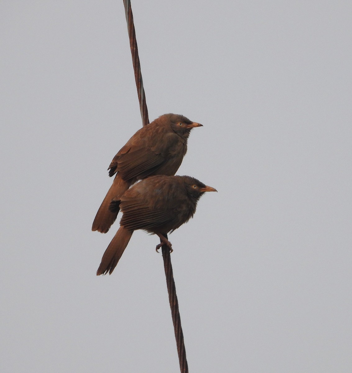 Jungle Babbler - ML647614732