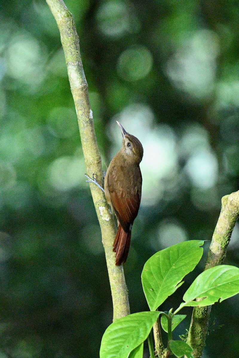 Plain-brown Woodcreeper - ML647614733