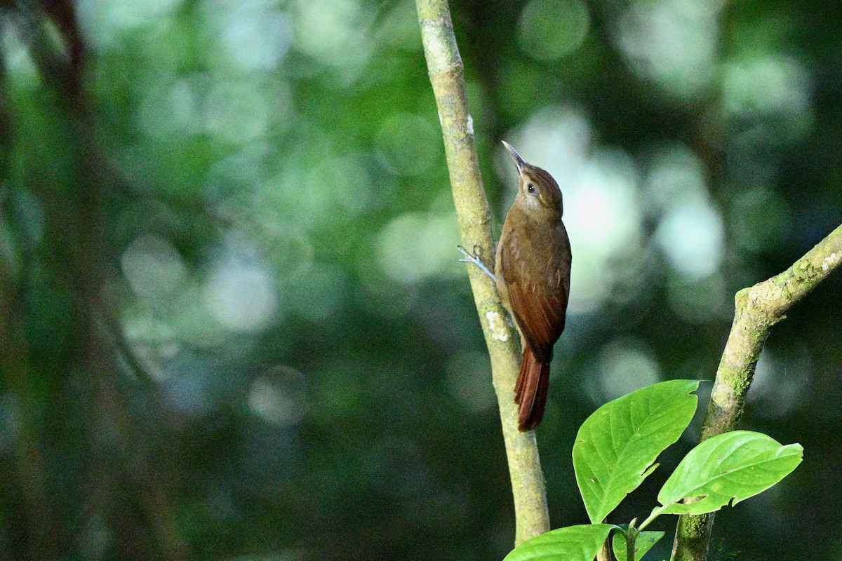 Plain-brown Woodcreeper - ML647614734