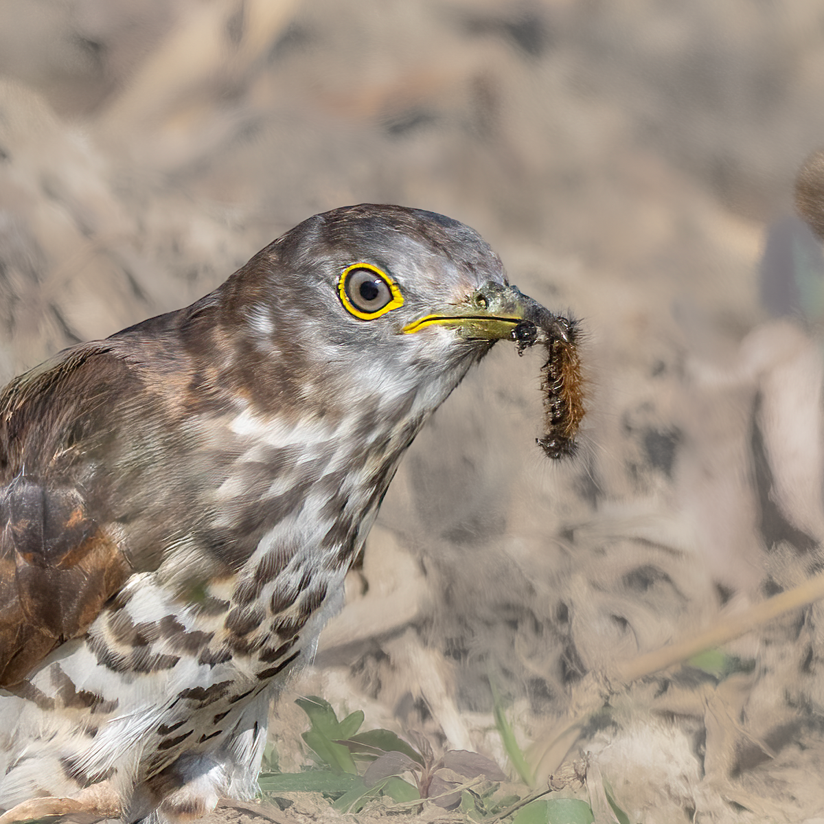 bird sp. - ML647614736