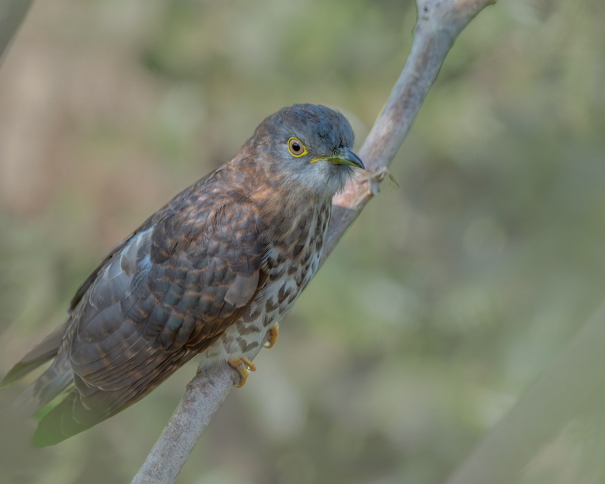 bird sp. - ML647614737