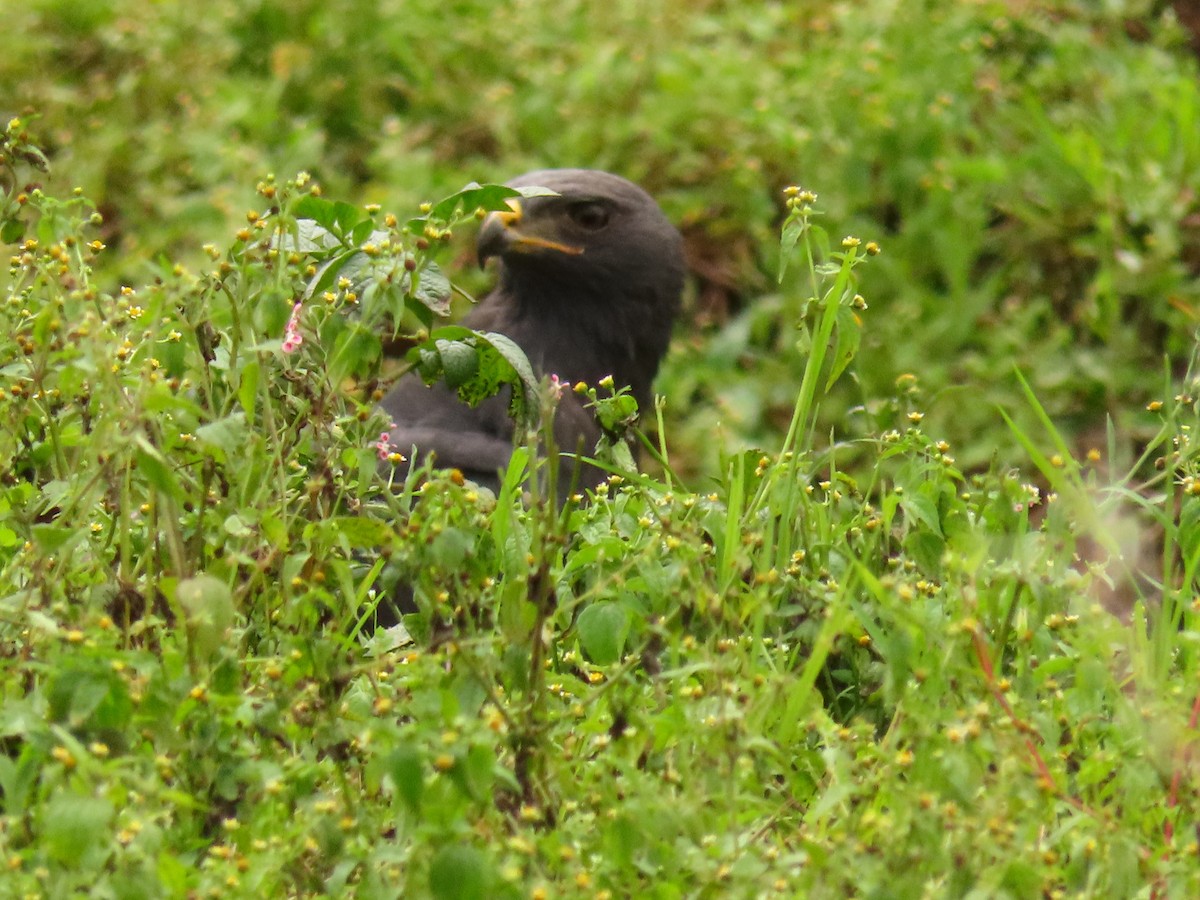 Augur Buzzard - ML647614738