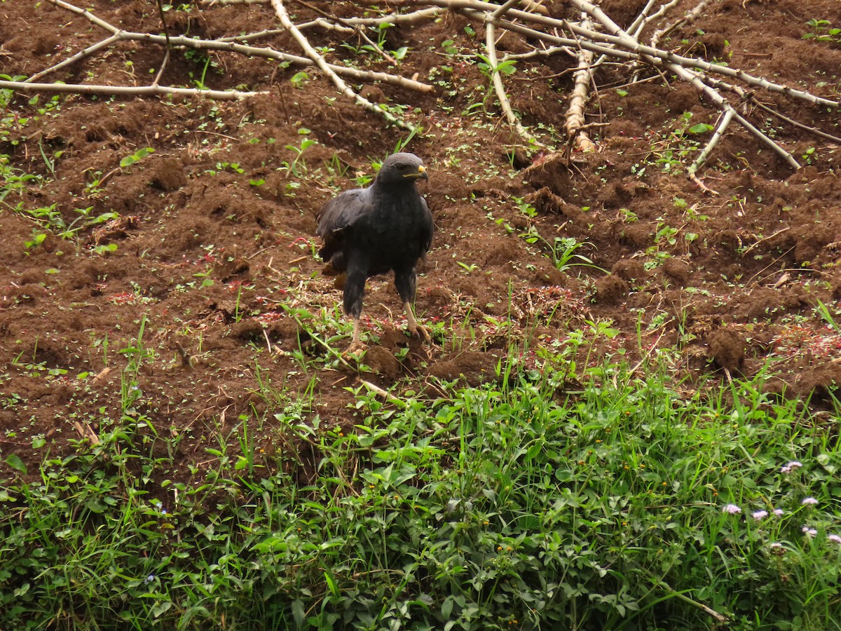 Augur Buzzard - ML647614739