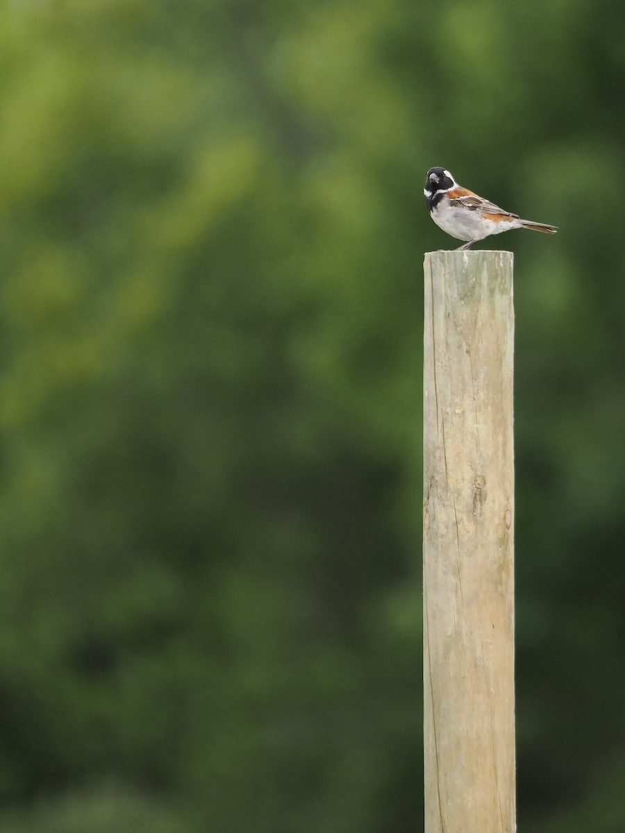 Cape Sparrow - ML647614740