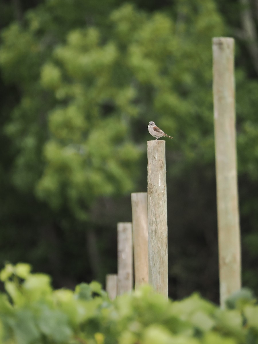 Cape Sparrow - ML647614741