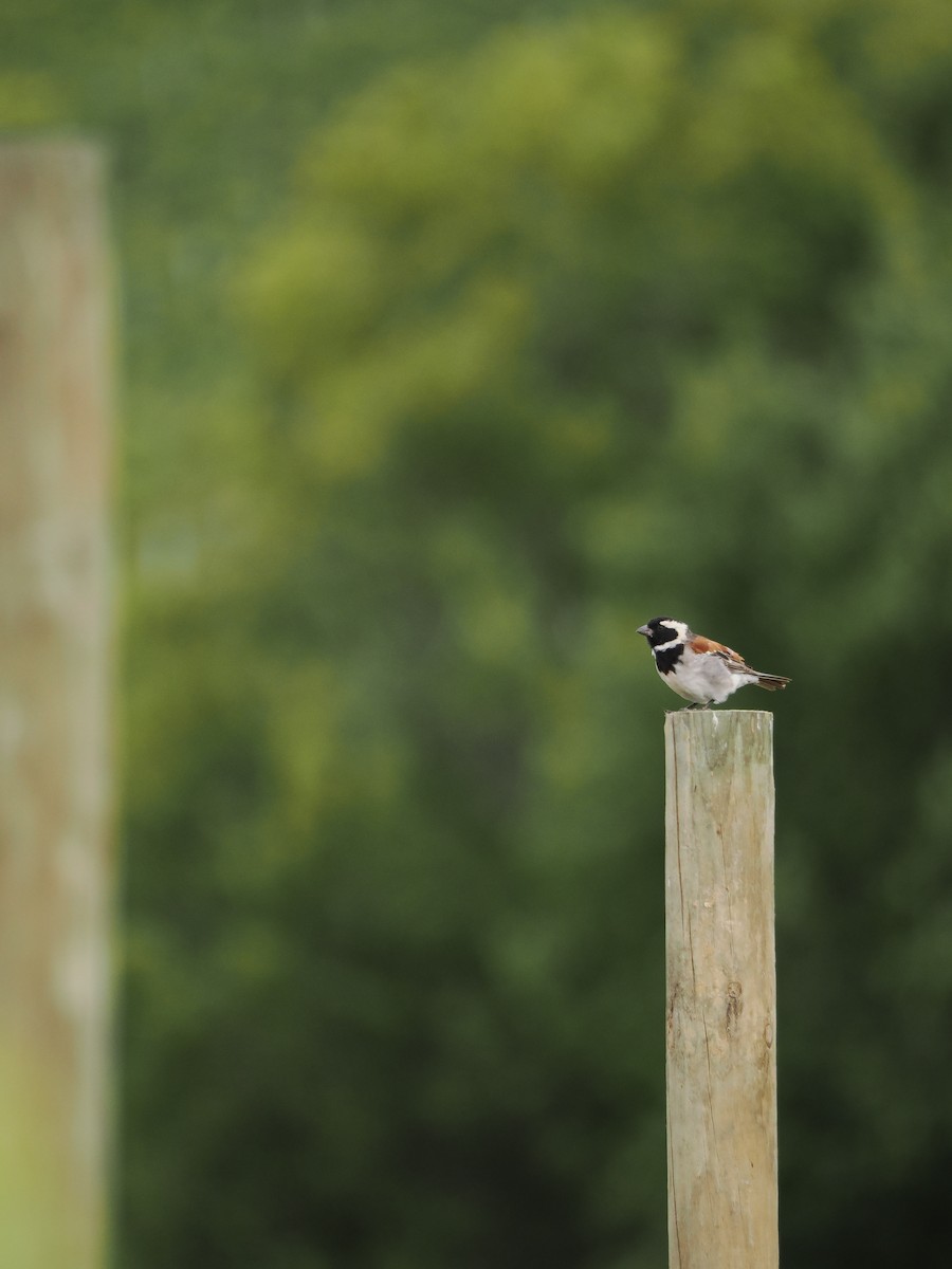 Cape Sparrow - ML647614742