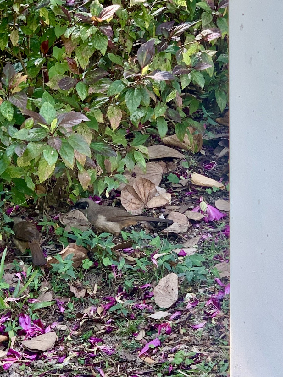 Masked Laughingthrush - ML647614745