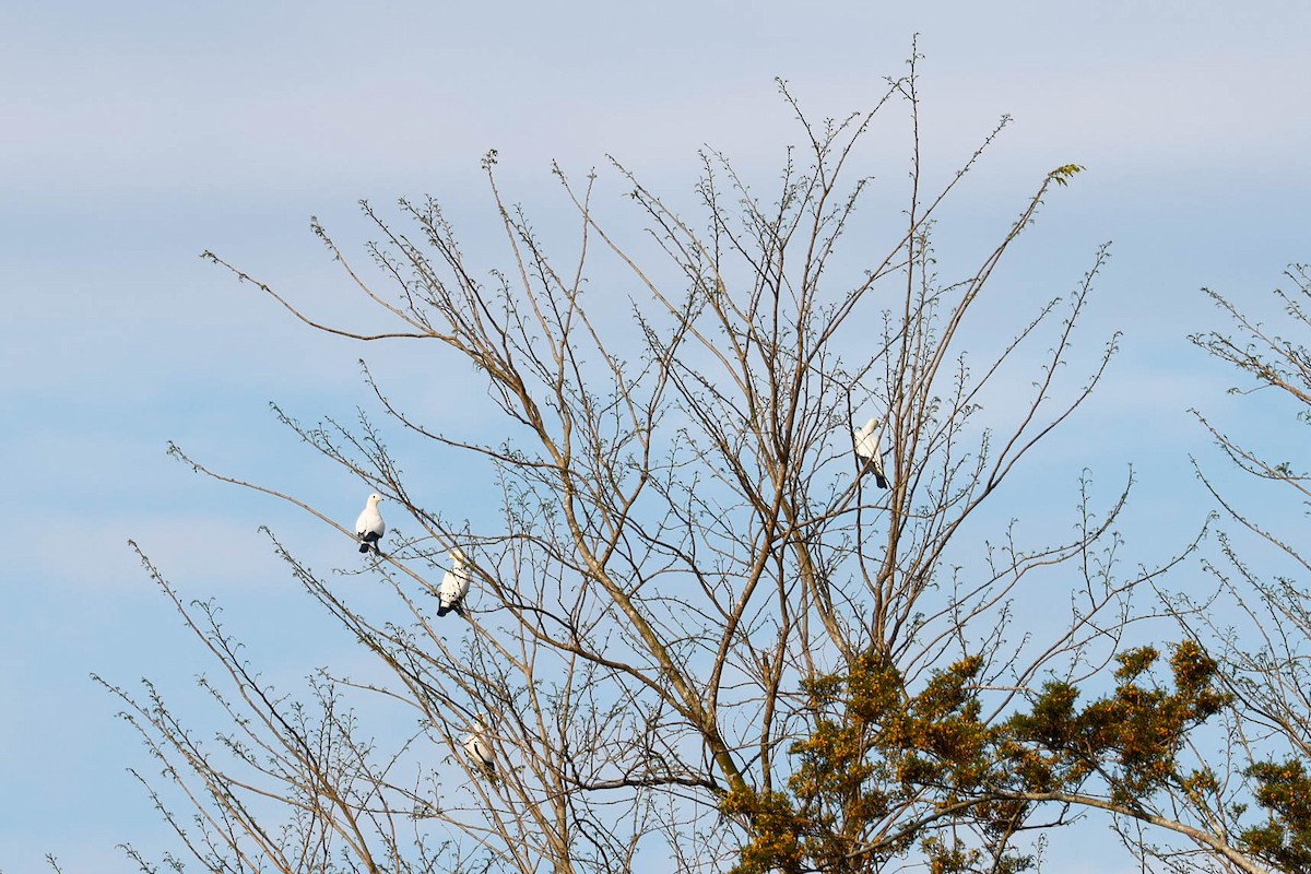 Pied Imperial-Pigeon - ML647614746
