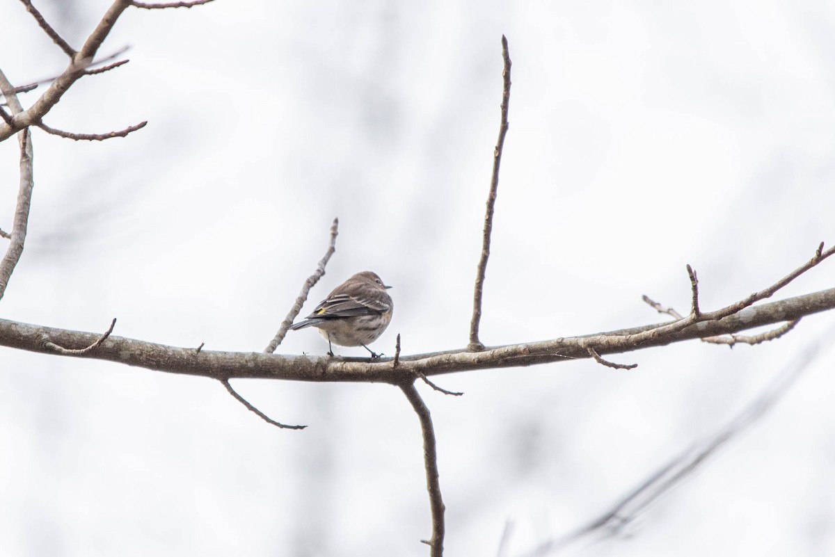 Yellow-rumped Warbler (Myrtle) - ML647614747