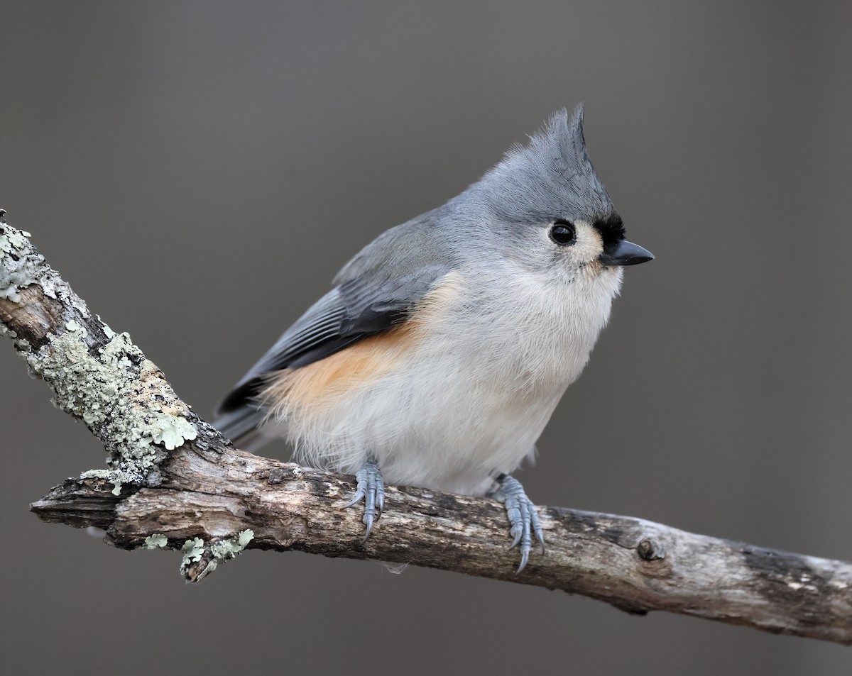 Tufted Titmouse - ML647614748