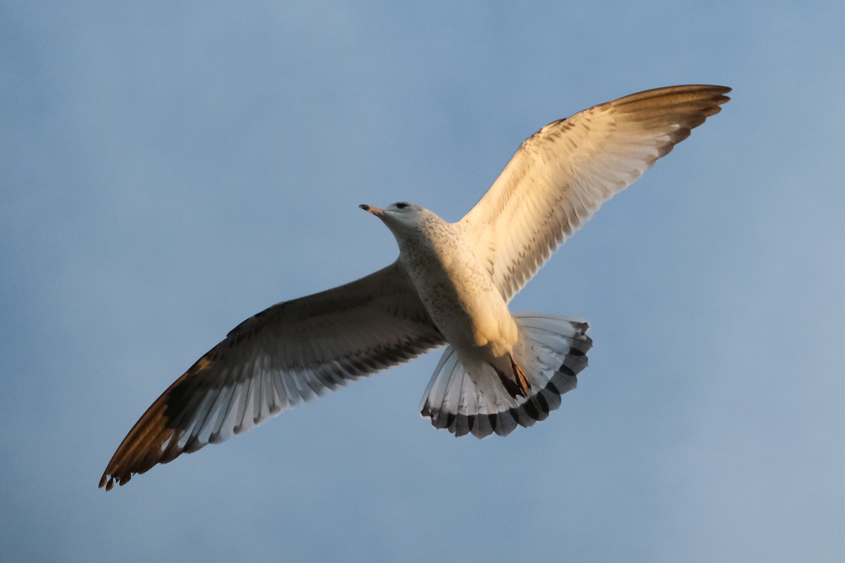 Ring-billed Gull - ML647614750