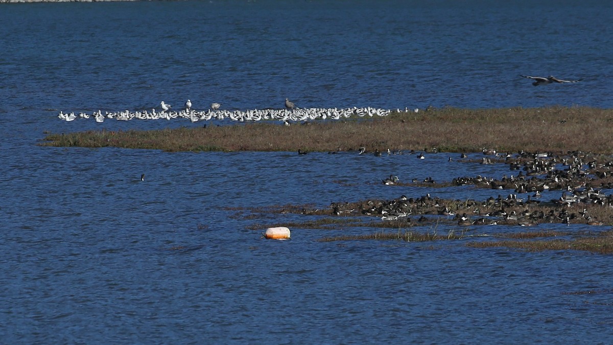 American Avocet - ML647614751