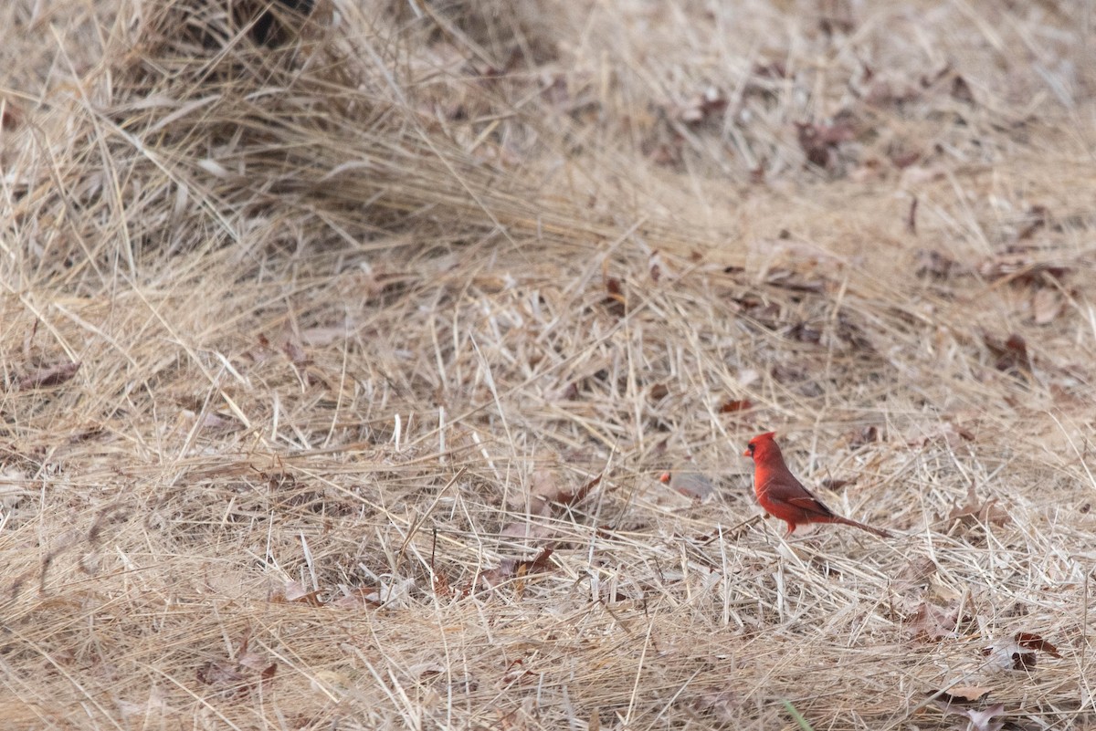 Northern Cardinal - ML647614752