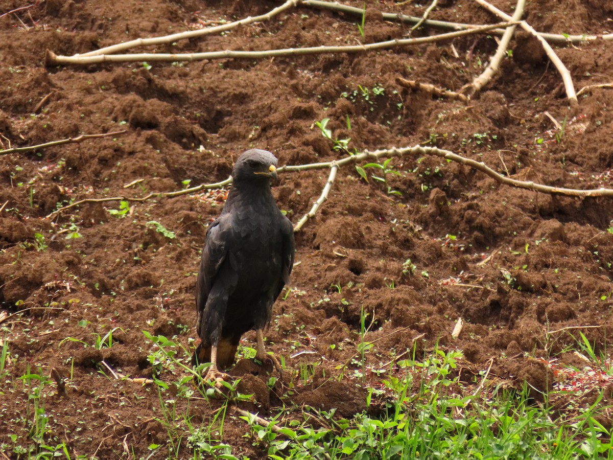 Augur Buzzard - ML647614753