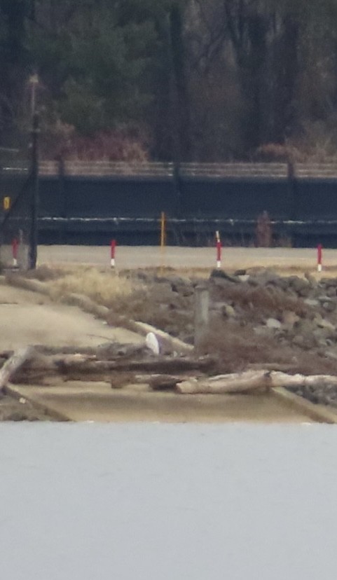 Snowy Owl - ML647614768