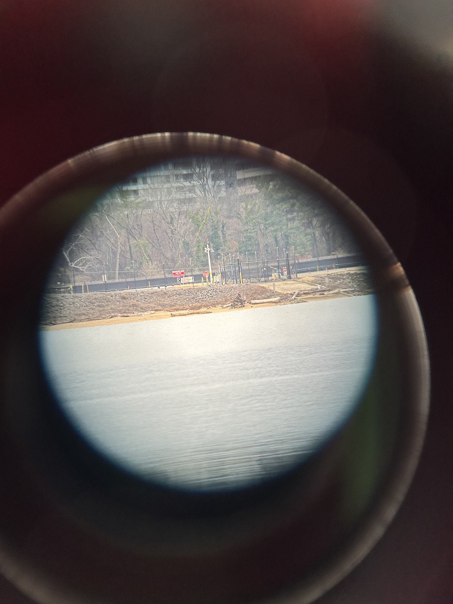 Snowy Owl - ML647614769