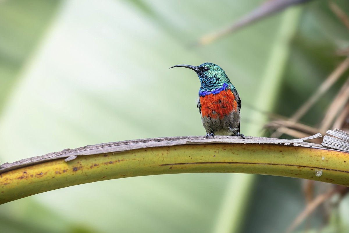 オオゴシキタイヨウチョウ - ML647614772