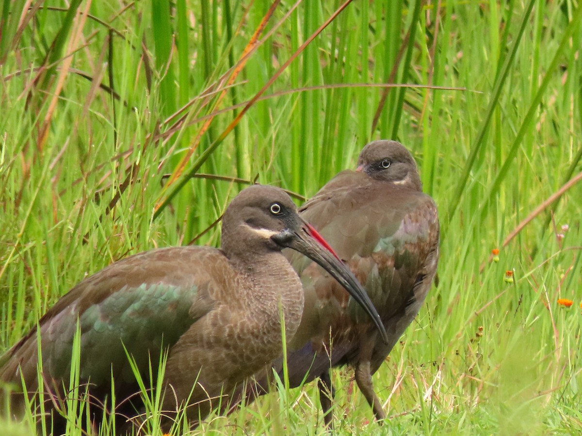 Hadada Ibis - ML647614777