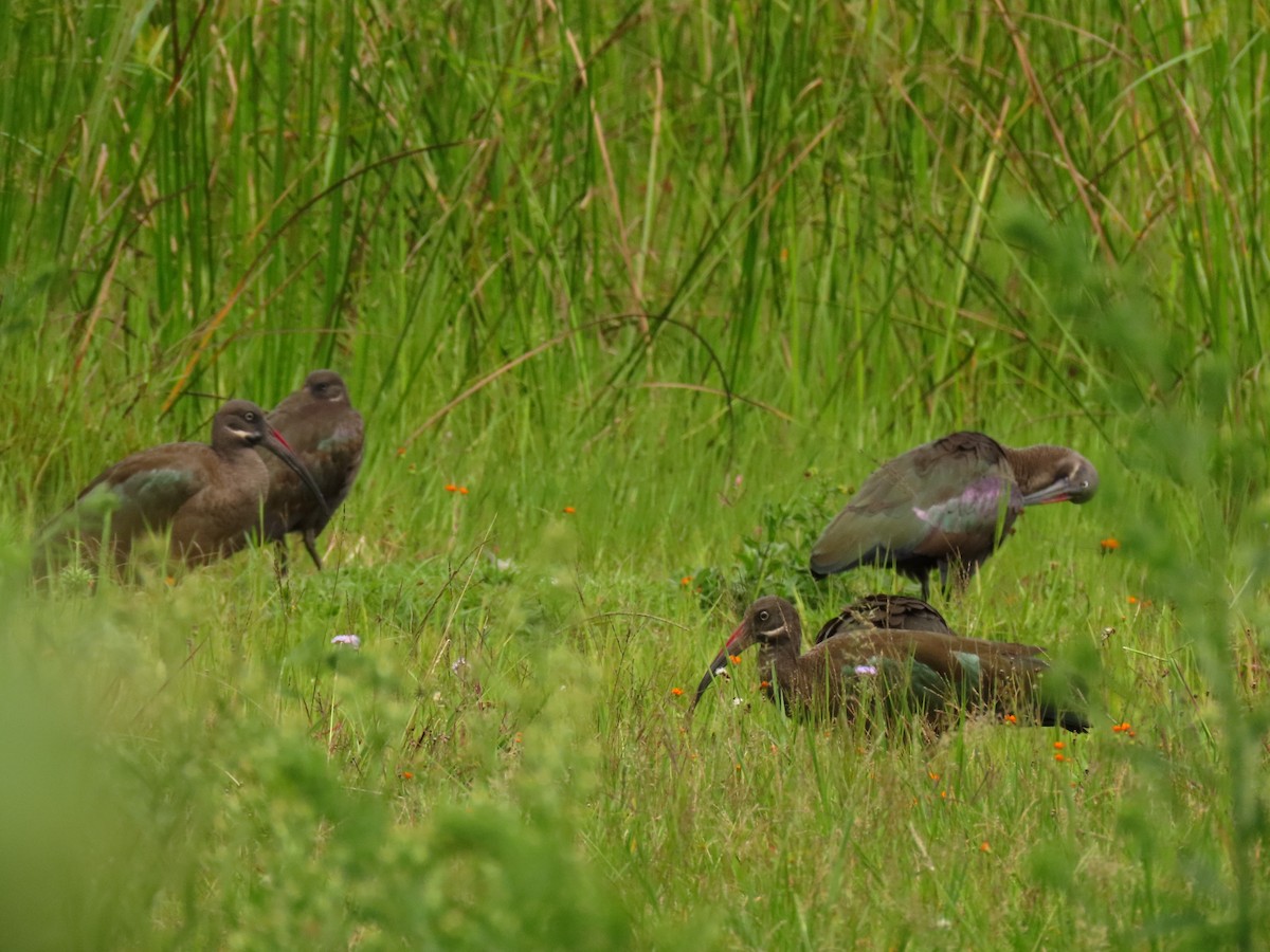 Hadada Ibis - ML647614778