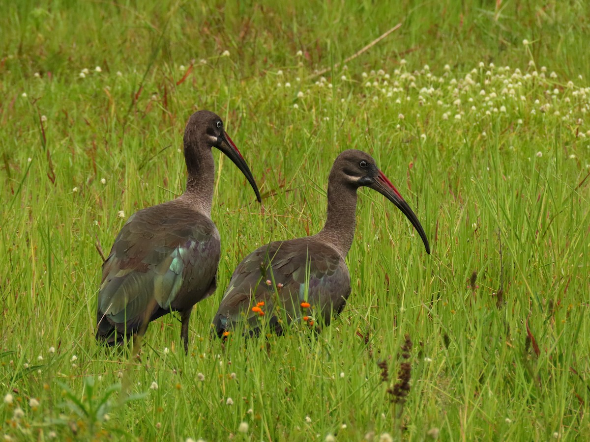 Hadada Ibis - ML647614779