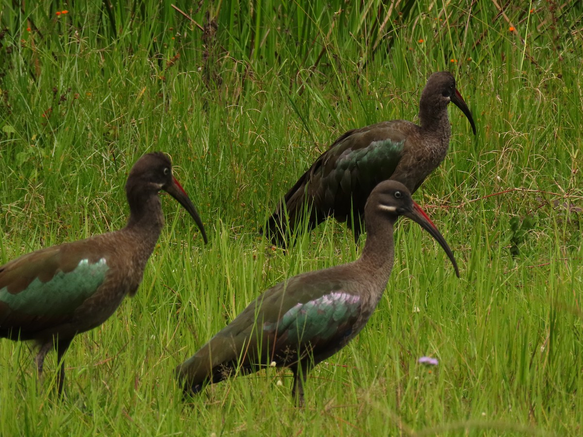 Hadada Ibis - ML647614780