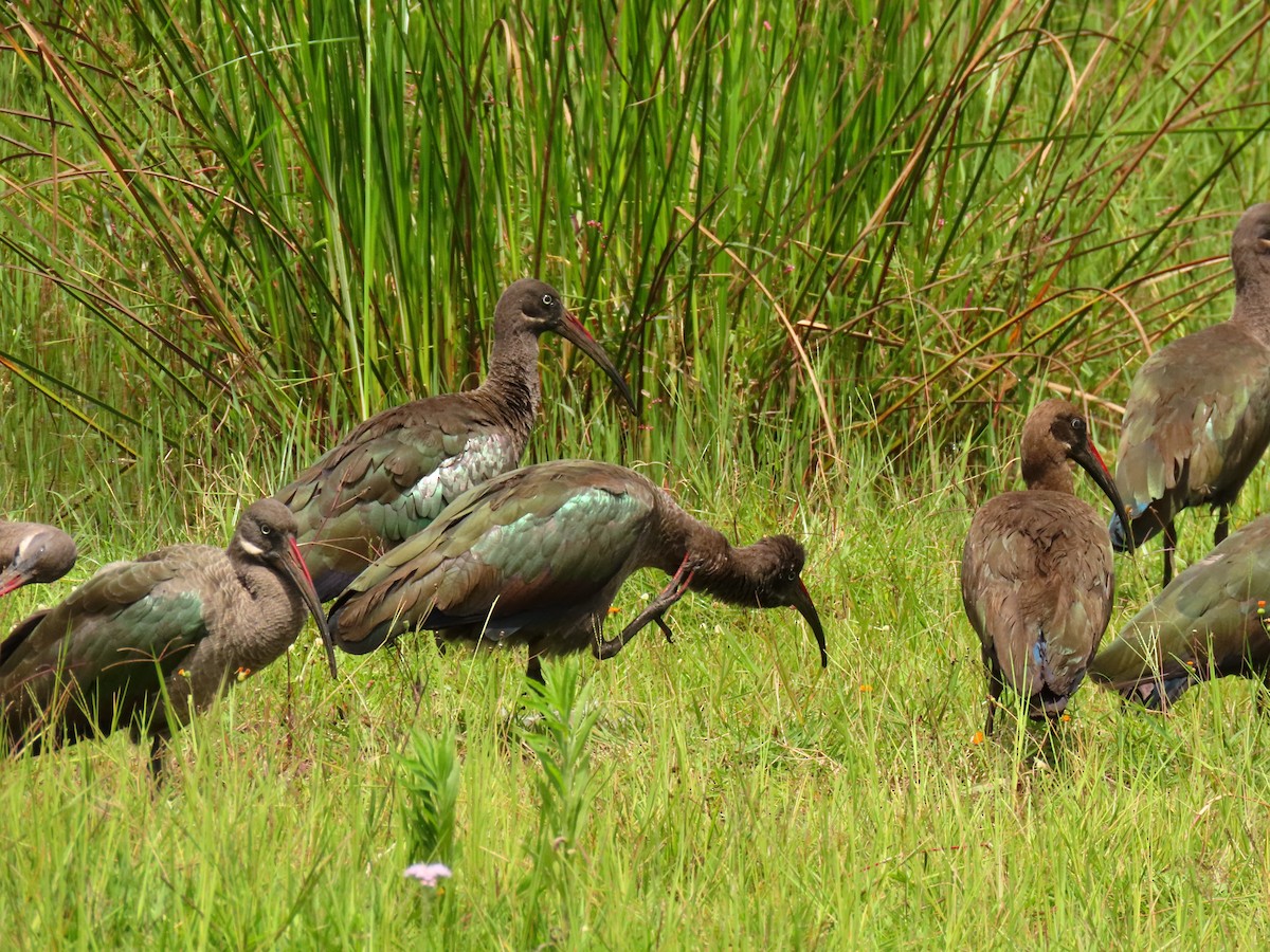 Hadada Ibis - ML647614782