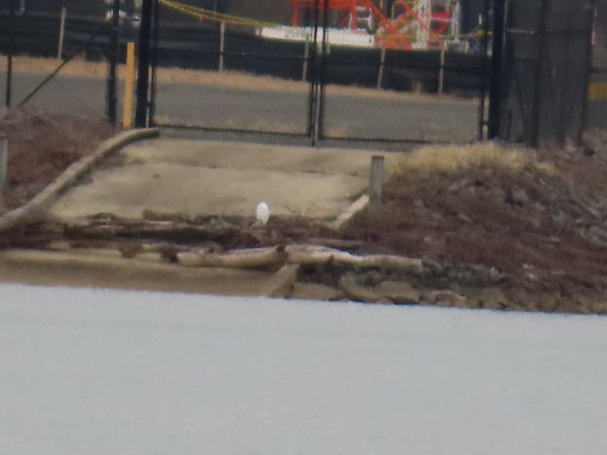 Snowy Owl - ML647614790