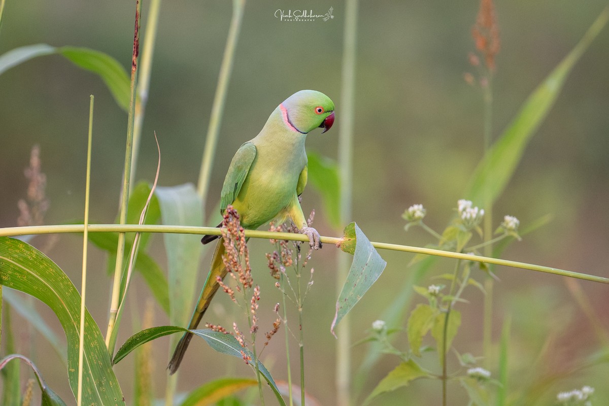 Rose-ringed Parakeet - ML647614796