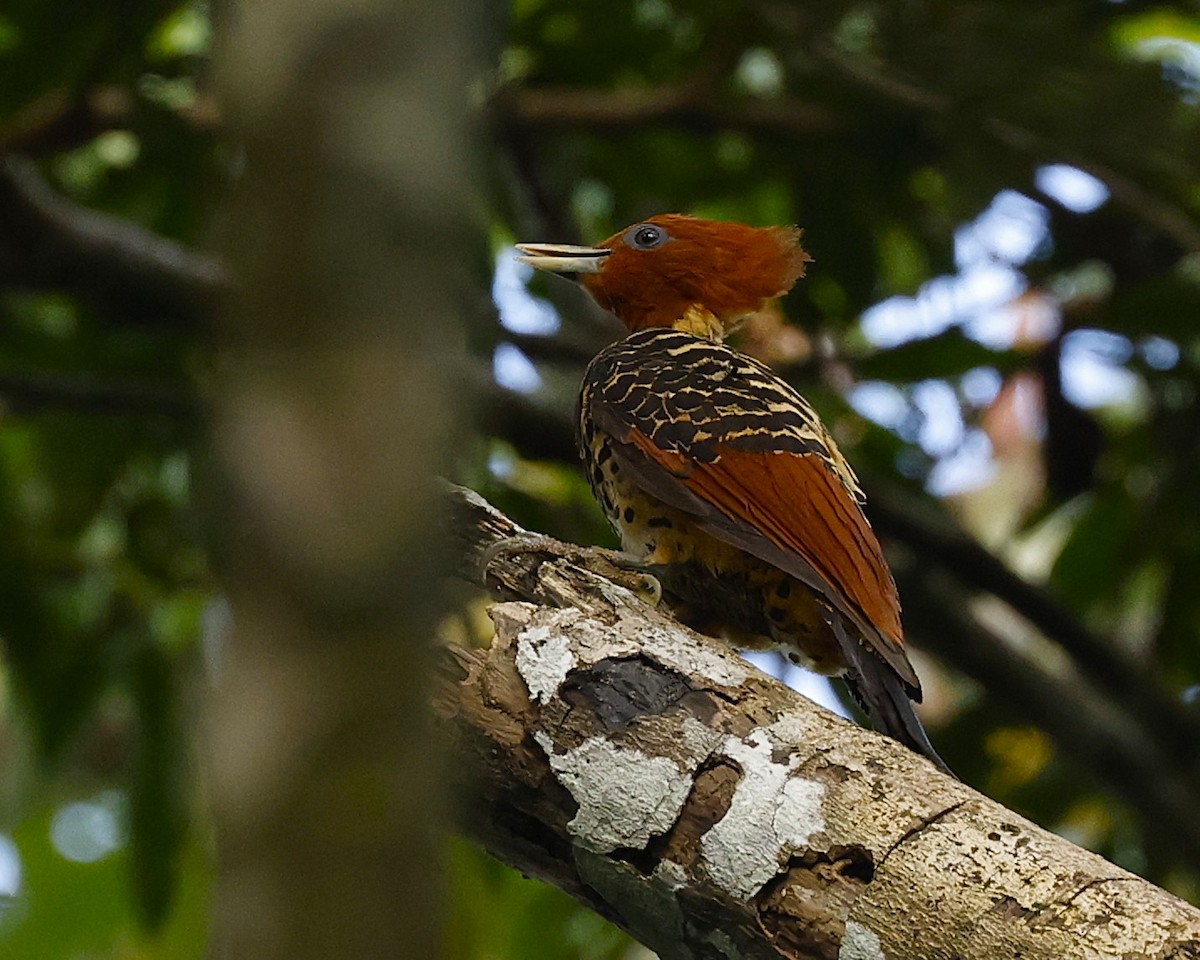 fakkelspett - ML647614804