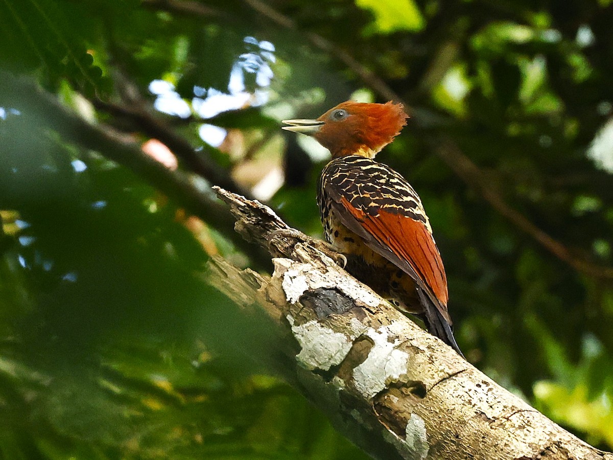 fakkelspett - ML647614805