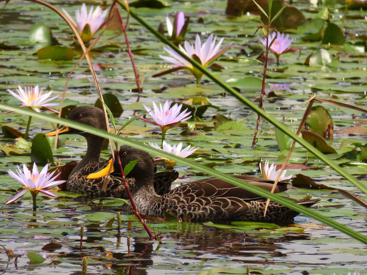 Yellow-billed Duck - ML647614815