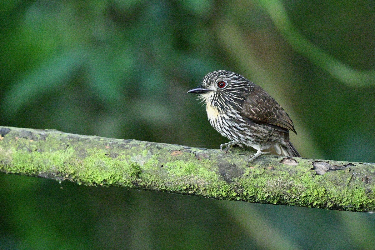 Black-streaked Puffbird - ML647614824