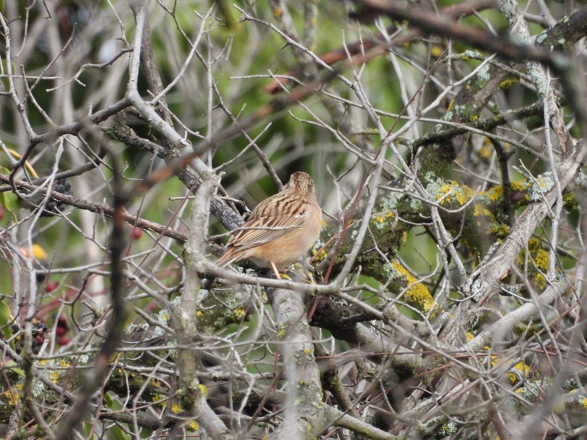 Rock Bunting - ML647614826