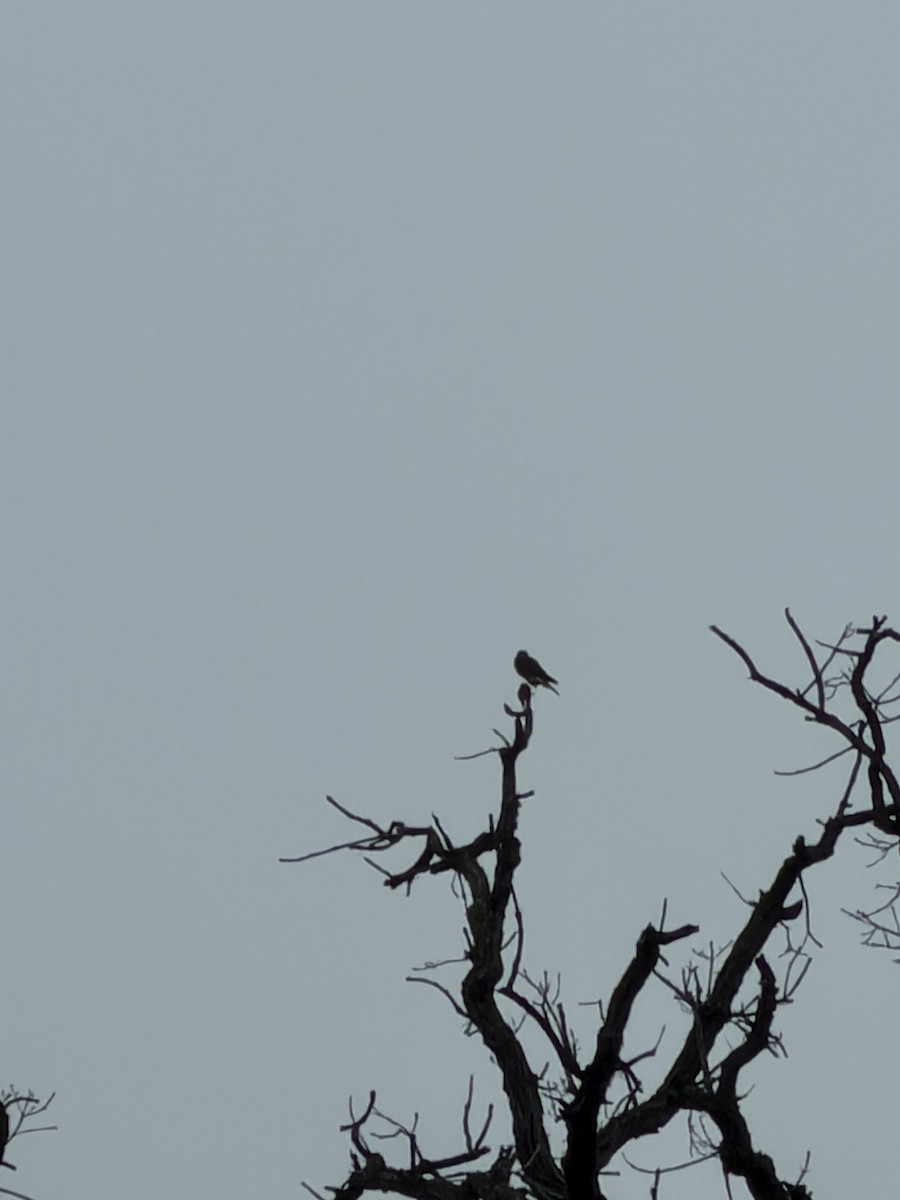 Merlin - ML647614828