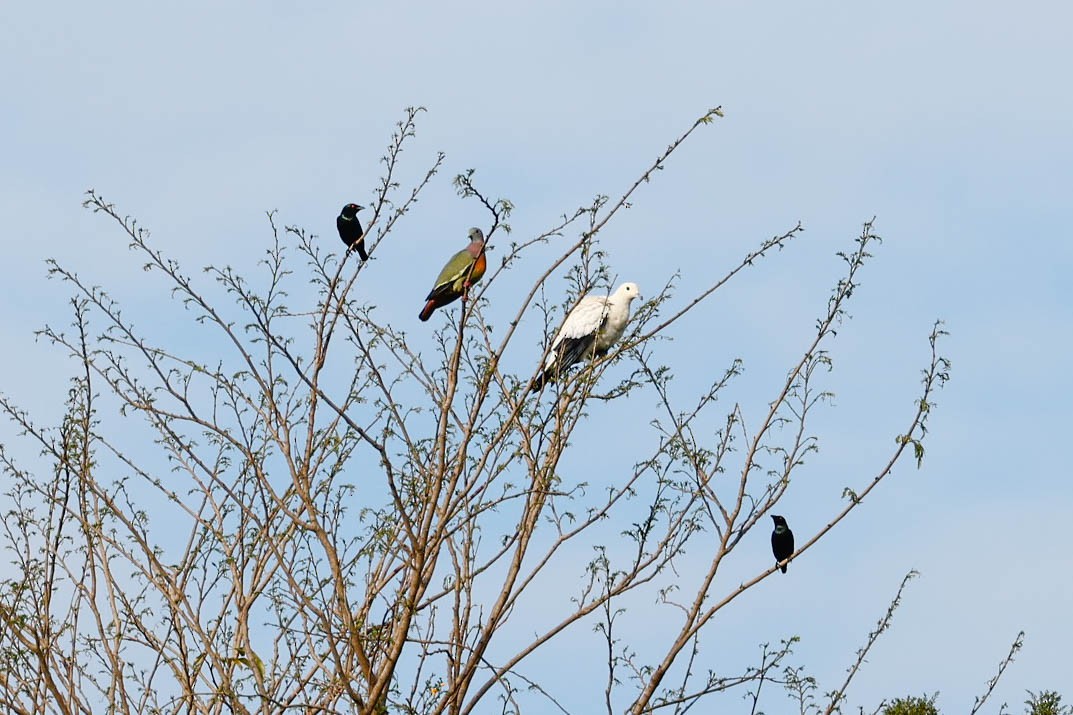 Asian Glossy Starling - ML647614829