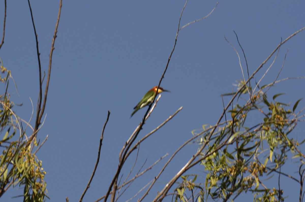 Chestnut-headed Bee-eater - ML647614831