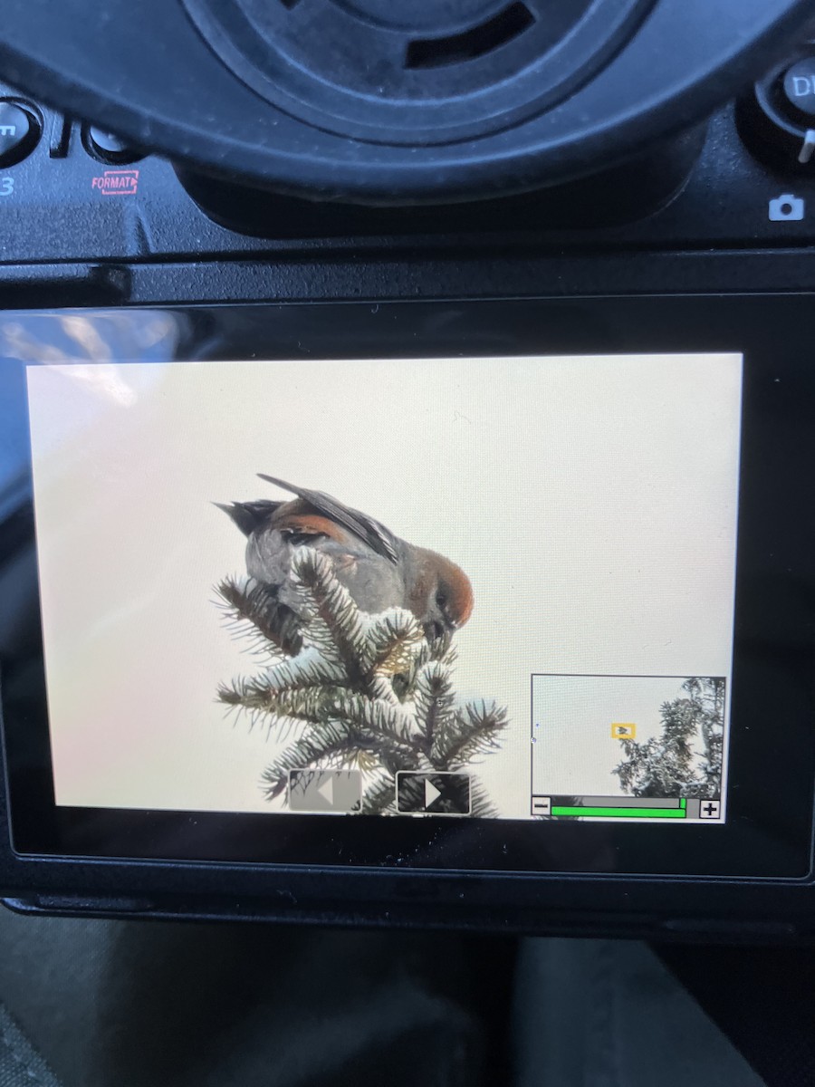 Pine Grosbeak - ML647614835